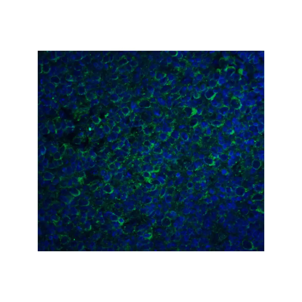 ProSci 1112_S CCR5 Antibody, ProSci, 0.02 mg/Unit Quaternary Image