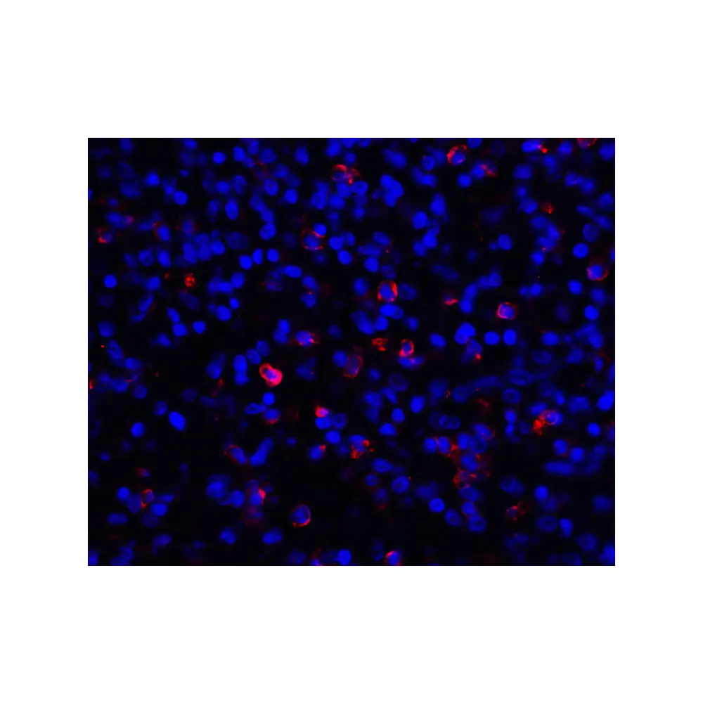 ProSci 8689 CD276 Antibody, ProSci, 0.1 mg/Unit Tertiary Image