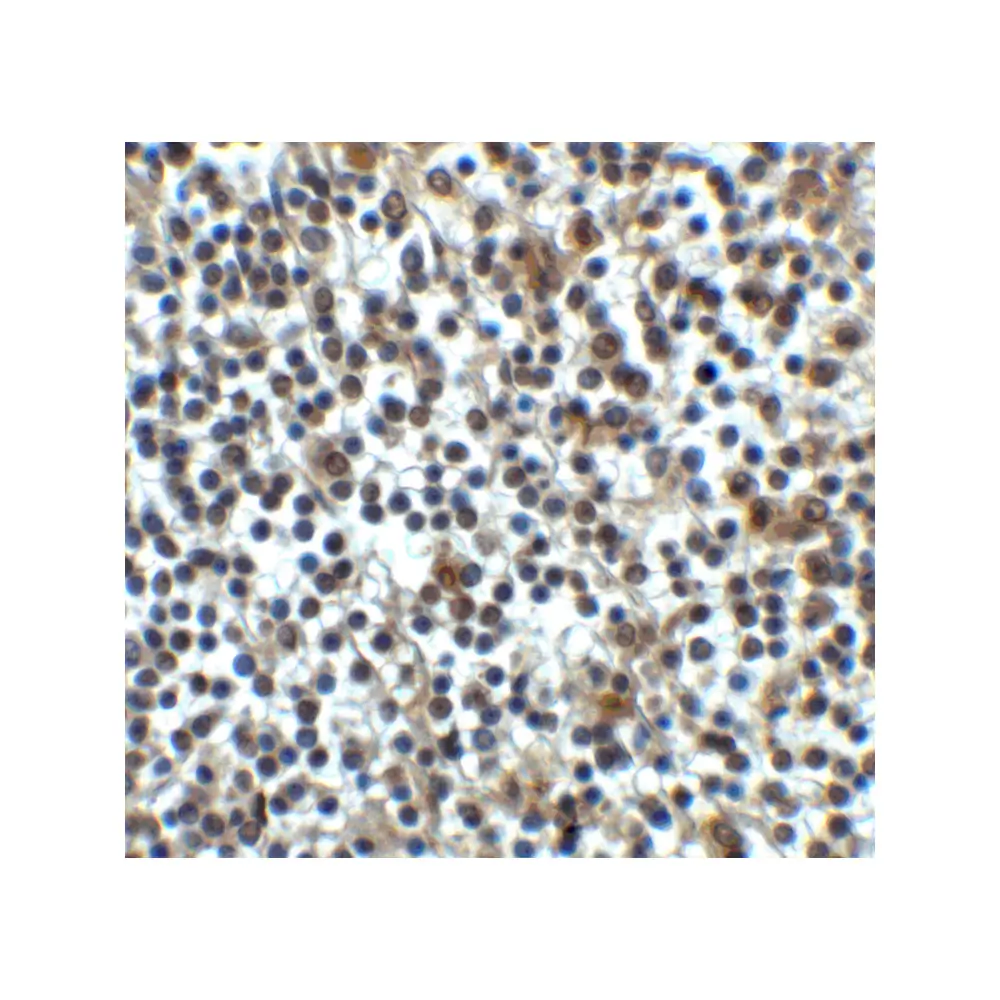ProSci 8689 CD276 Antibody, ProSci, 0.1 mg/Unit Secondary Image