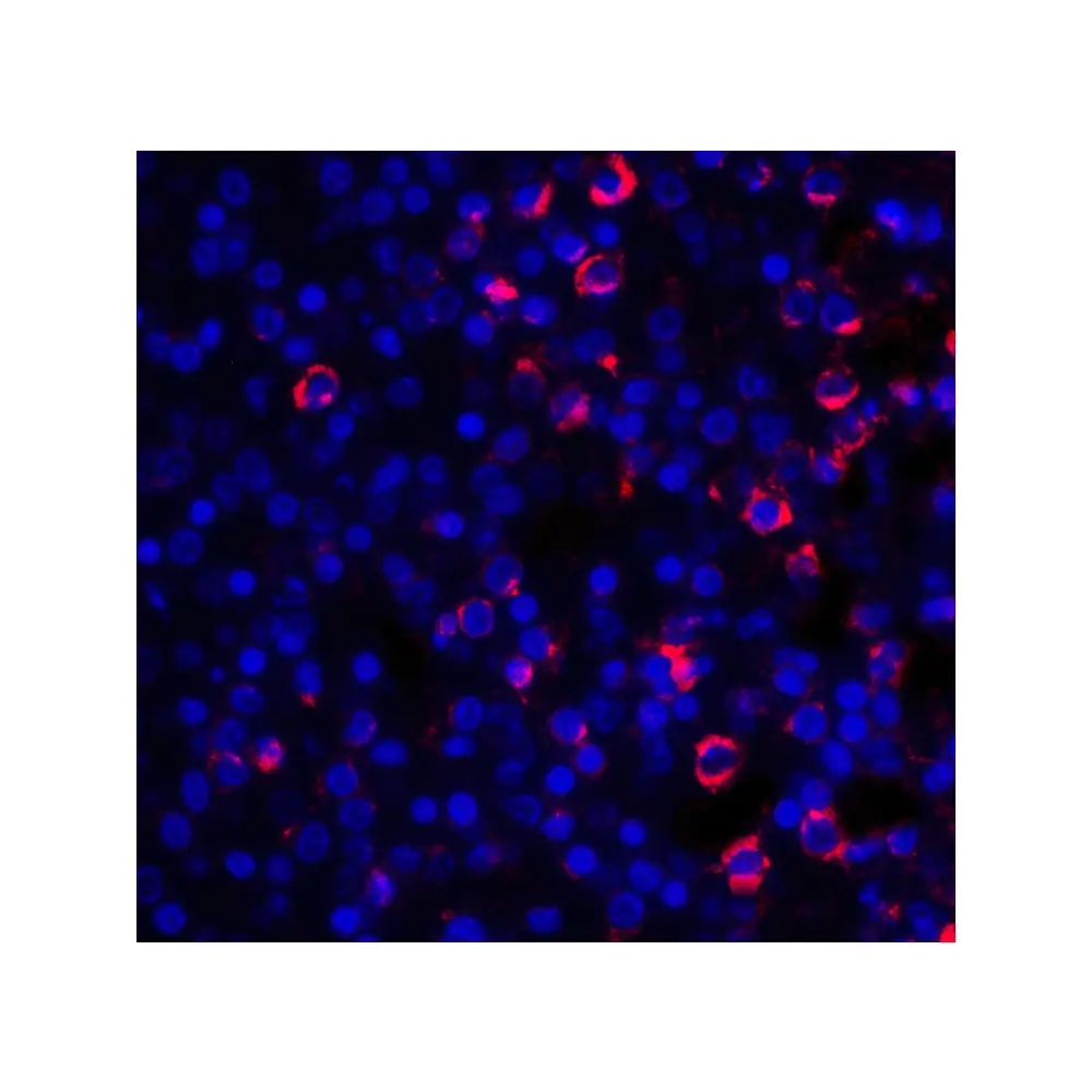 ProSci 8683 CD28 Antibody, ProSci, 0.1 mg/Unit Tertiary Image