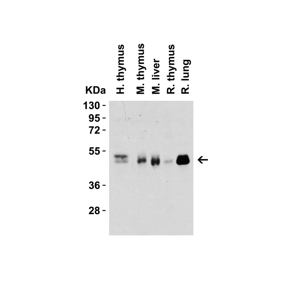 ProSci PM-5203_S CD4 Antibody [8G1B12] , ProSci, 0.02 mg/Unit Secondary Image