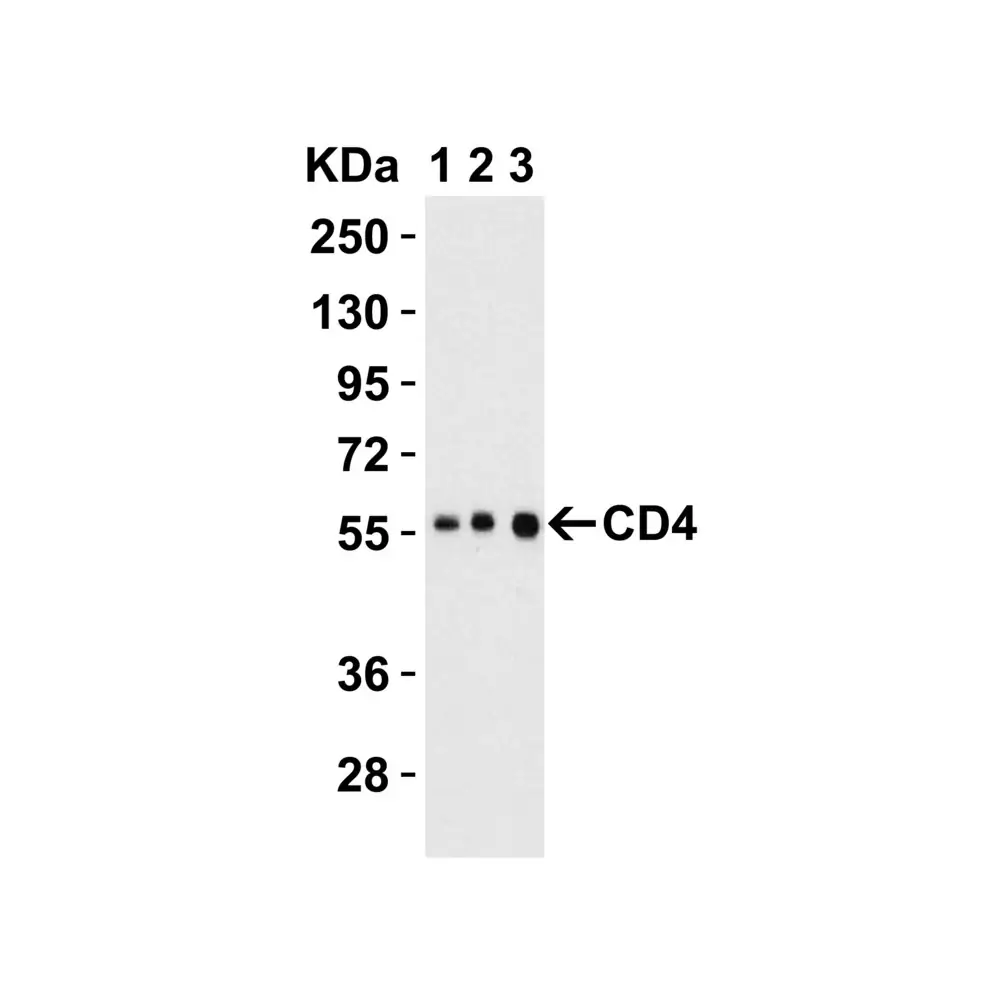ProSci PM-5201 CD4 Antibody [9H5A8] , ProSci, 0.1 mg/Unit Secondary Image