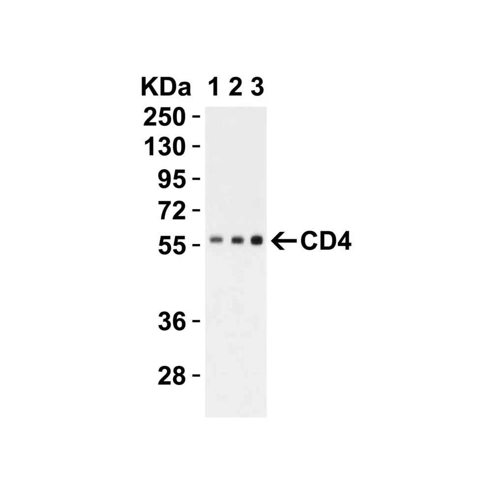 ProSci PM-5201_S CD4 Antibody [9H5A8] , ProSci, 0.02 mg/Unit Tertiary Image