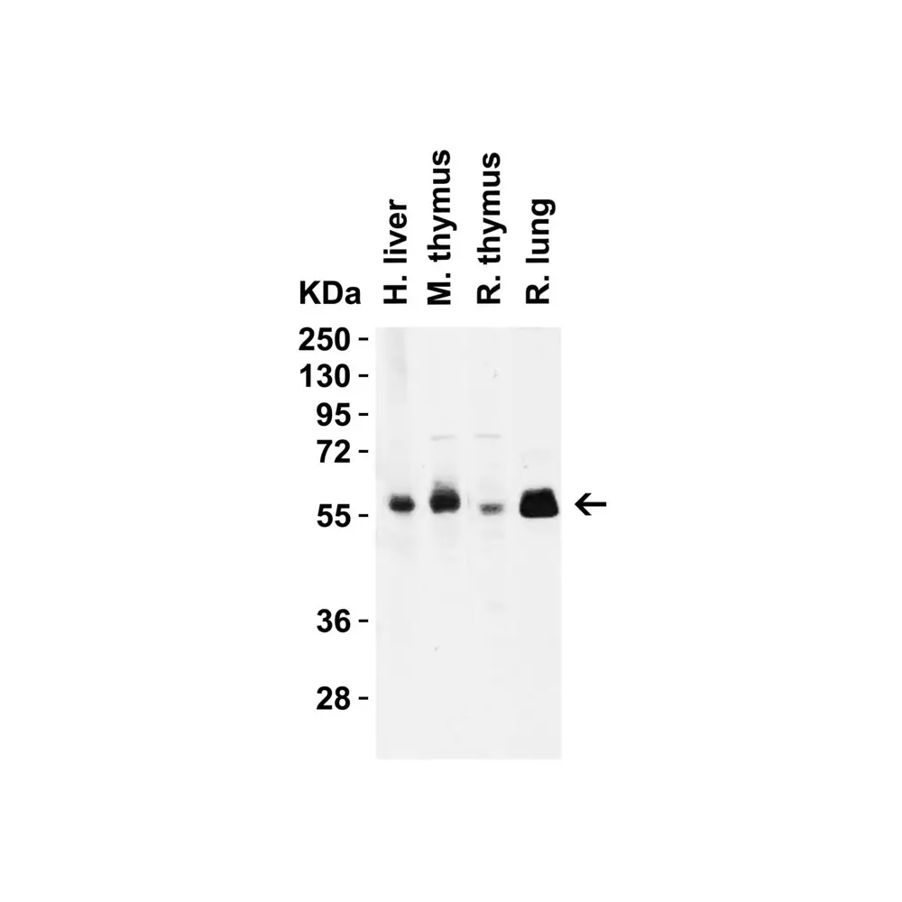 ProSci PM-5201_S CD4 Antibody [9H5A8] , ProSci, 0.02 mg/Unit Quaternary Image