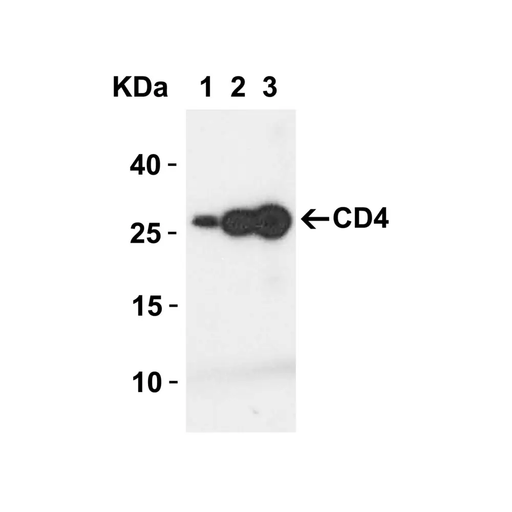 ProSci PM-5201 CD4 Antibody [9H5A8] , ProSci, 0.1 mg/Unit Primary Image