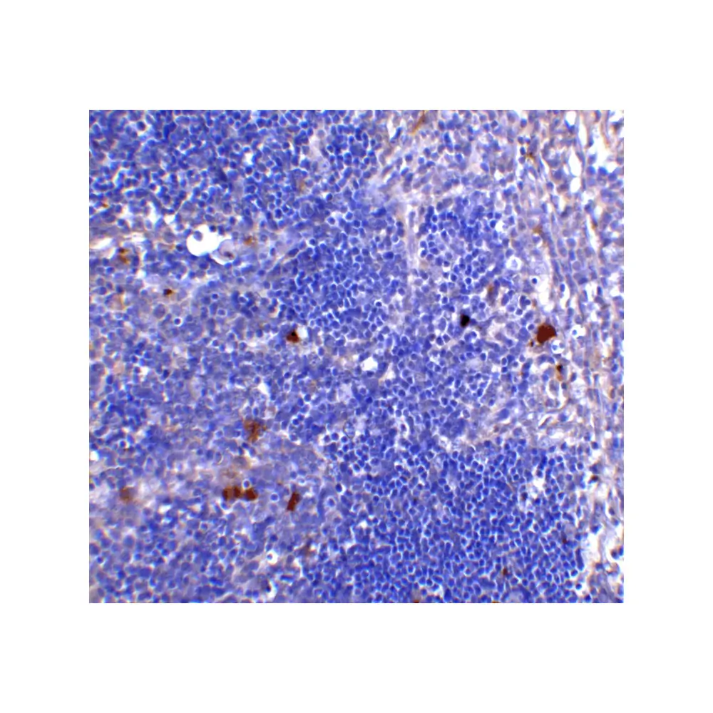 ProSci PM-5203_S CD4 Antibody [8G1B12] , ProSci, 0.02 mg/Unit Tertiary Image