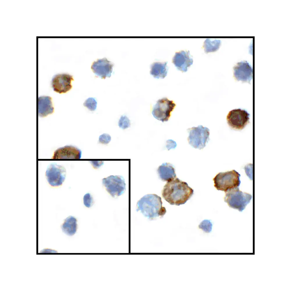 ProSci RF16042 CD80 Antibody [10A1], ProSci, 0.1 mg/Unit Primary Image