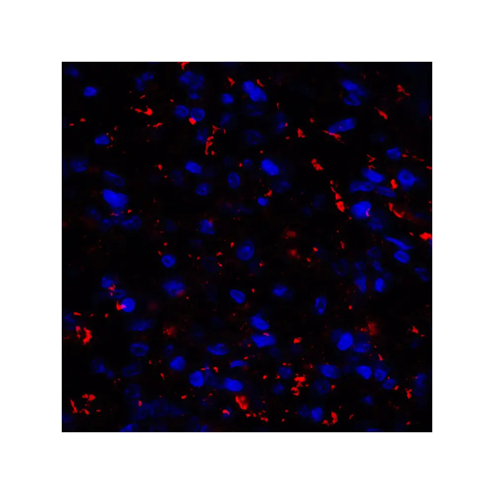 ProSci RF16042_S CD80 Antibody [10A1], ProSci, 0.02 mg/Unit Tertiary Image