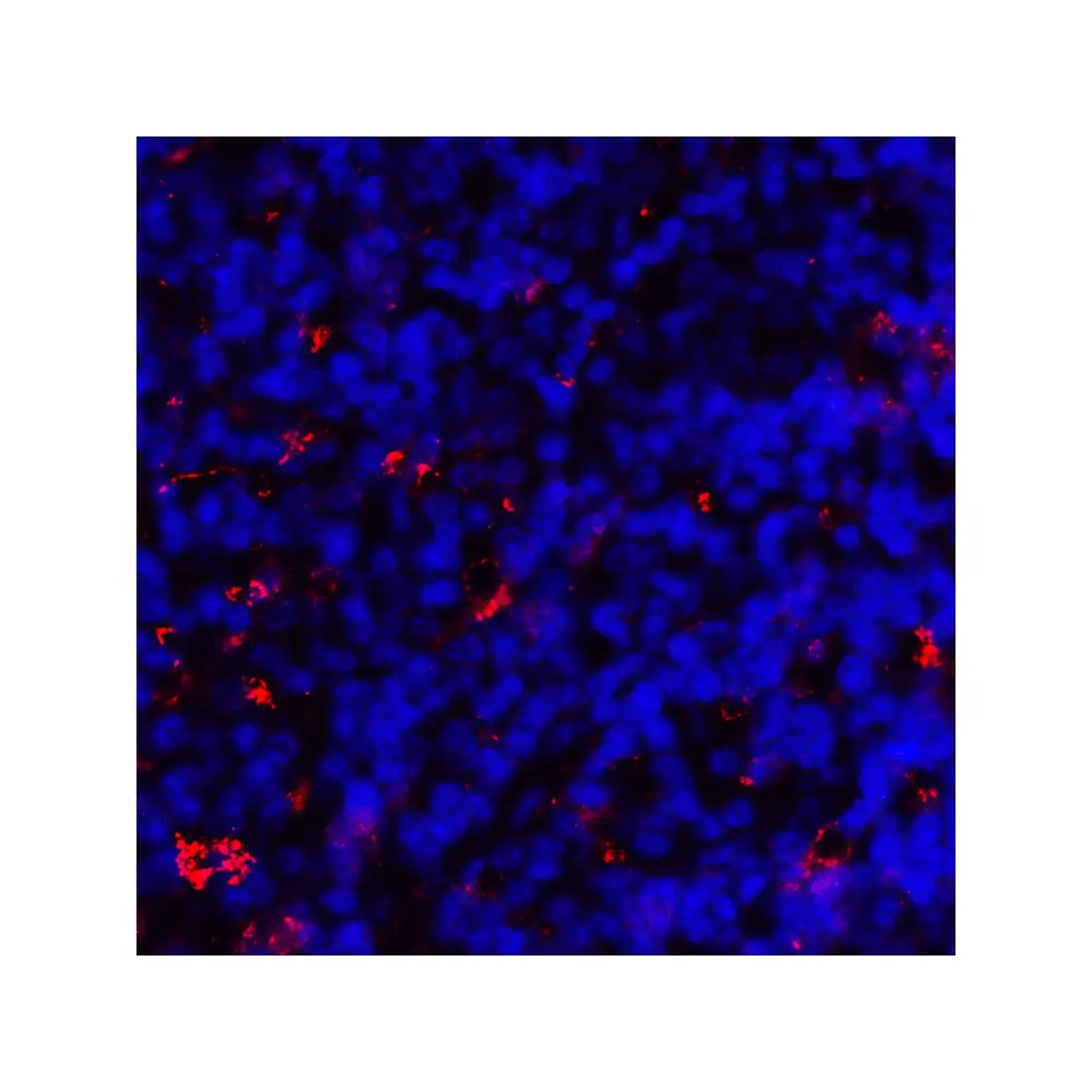 ProSci RF16042 CD80 Antibody [10A1], ProSci, 0.1 mg/Unit Quaternary Image