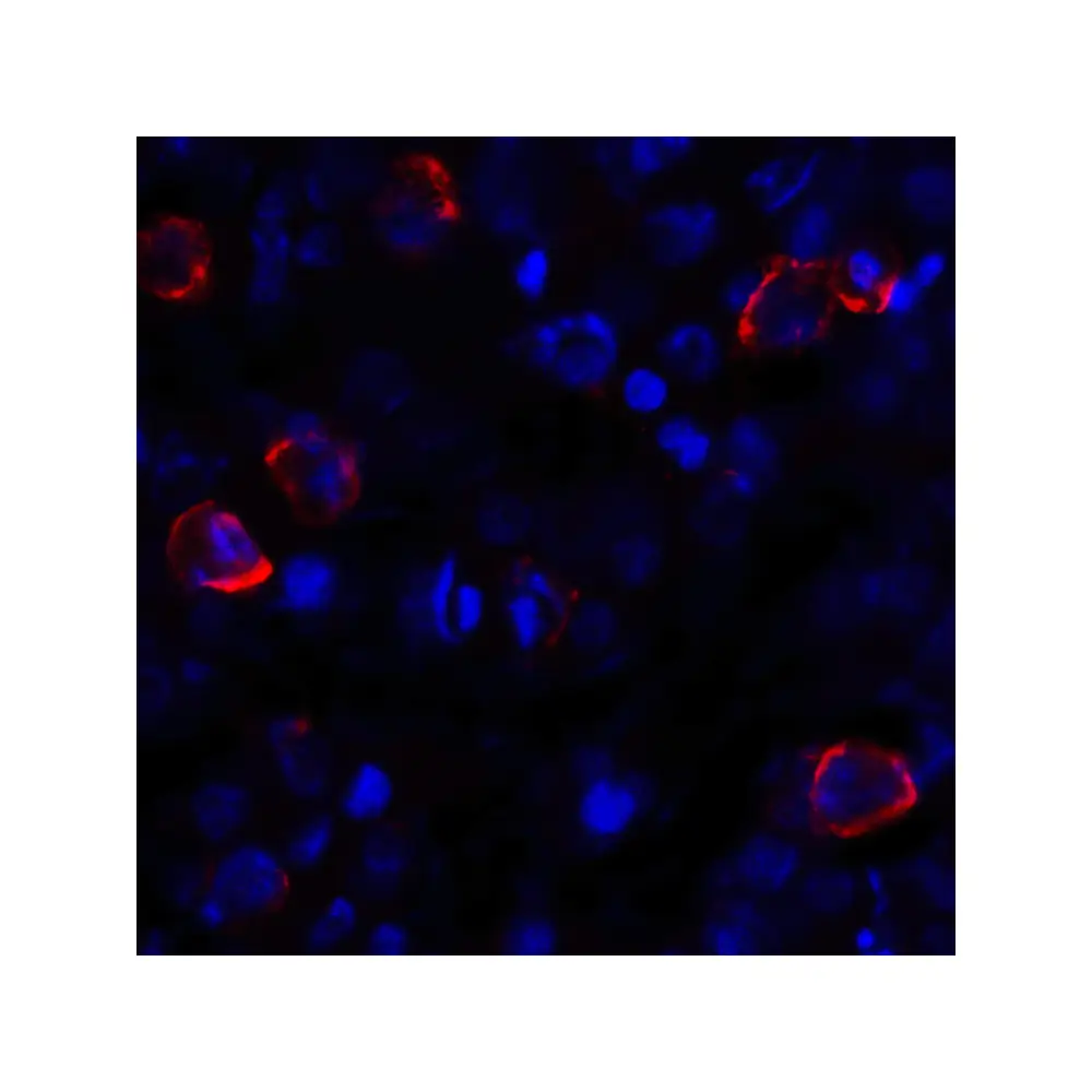 ProSci RF16042 CD80 Antibody [10A1], ProSci, 0.1 mg/Unit Secondary Image