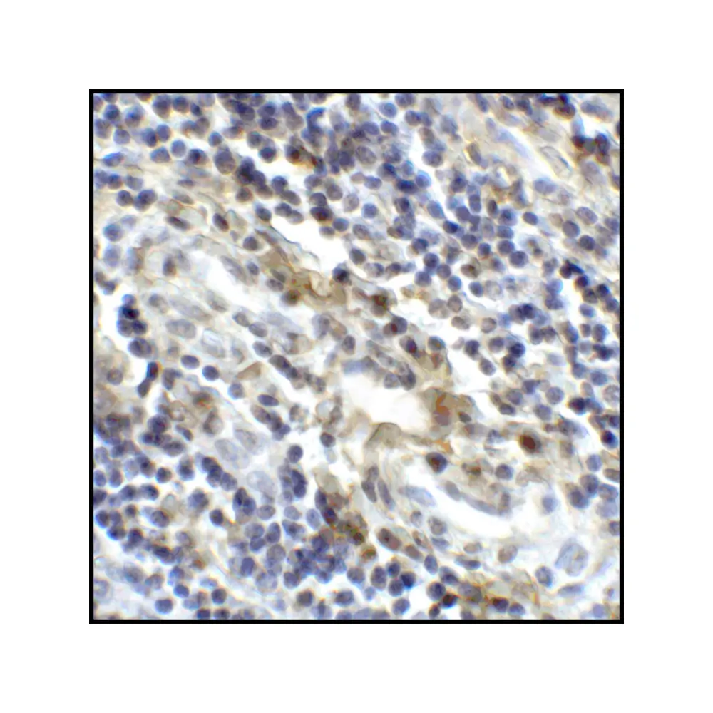ProSci RF16042_S CD80 Antibody [10A1], ProSci, 0.02 mg/Unit Senary Image