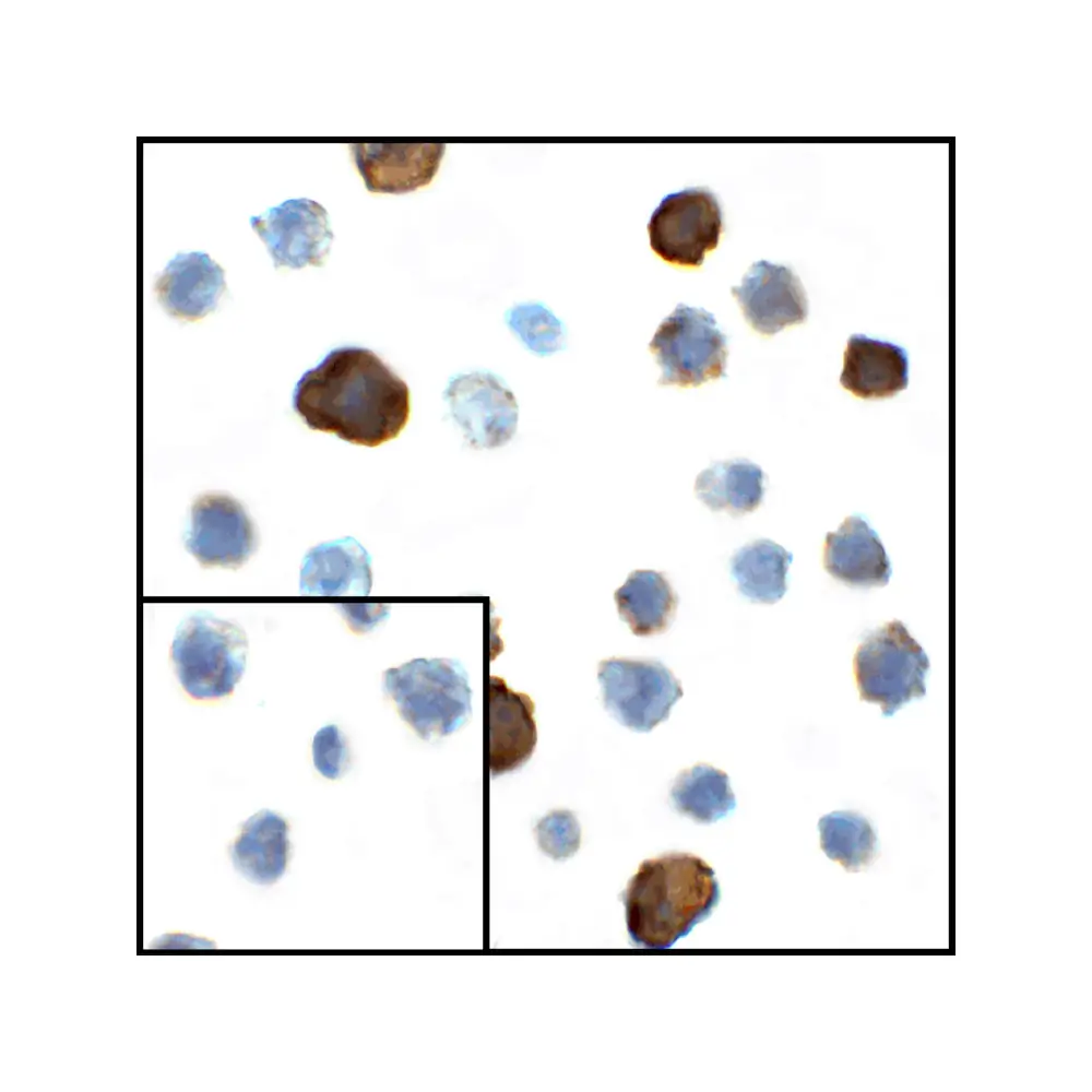 ProSci RF16045_S CD80 Antibody [11C12], ProSci, 0.02 mg/Unit Secondary Image
