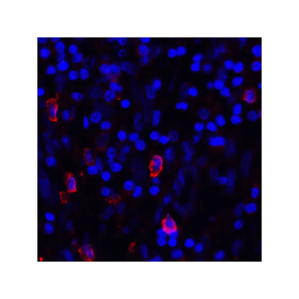 ProSci RF16045_S CD80 Antibody [11C12], ProSci, 0.02 mg/Unit Quaternary Image