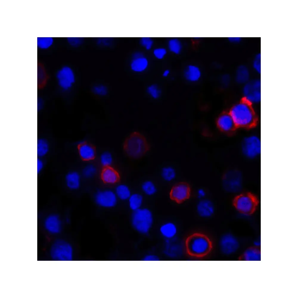 ProSci RF16045 CD80 Antibody [11C12], ProSci, 0.1 mg/Unit Tertiary Image