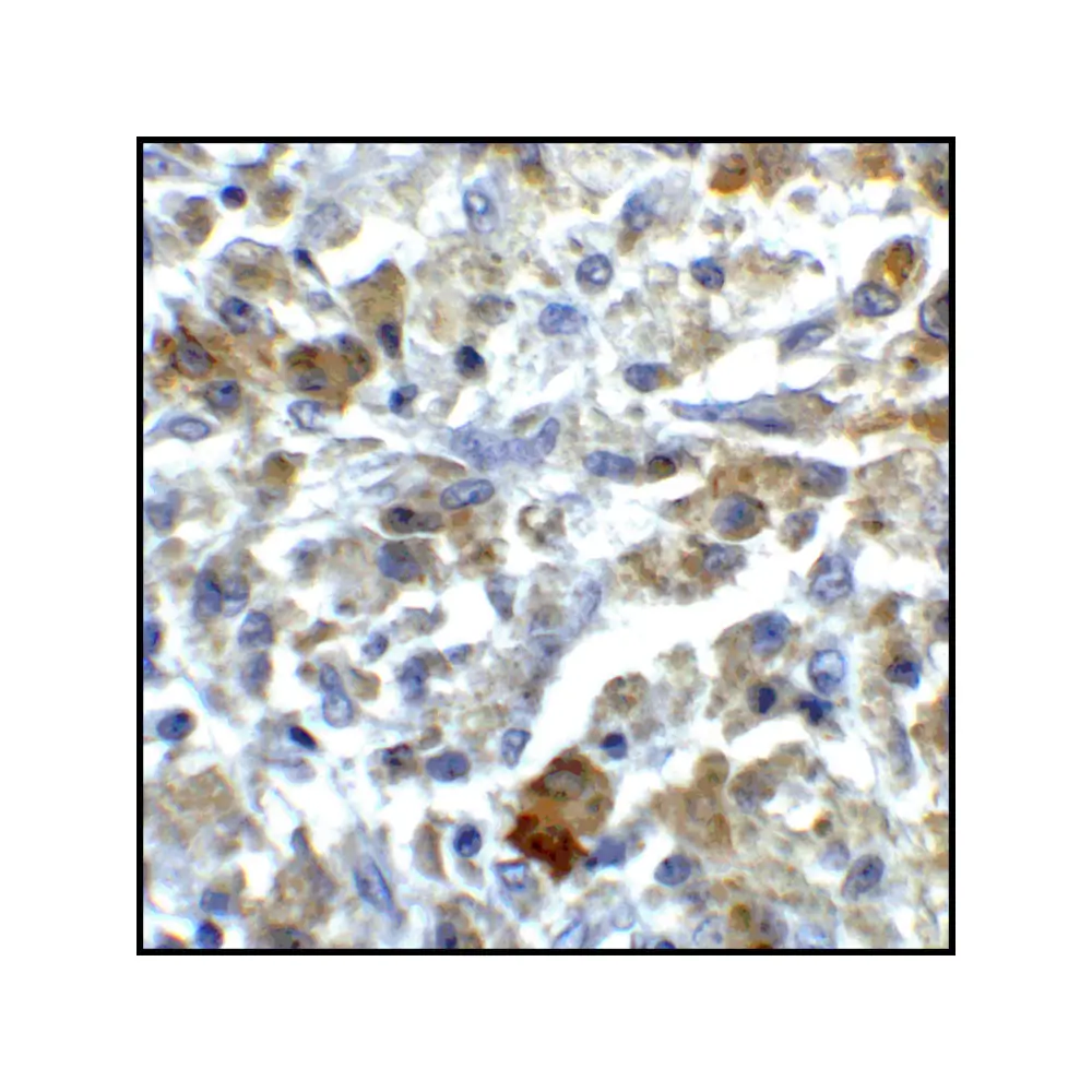 ProSci RF16045_S CD80 Antibody [11C12], ProSci, 0.02 mg/Unit Senary Image
