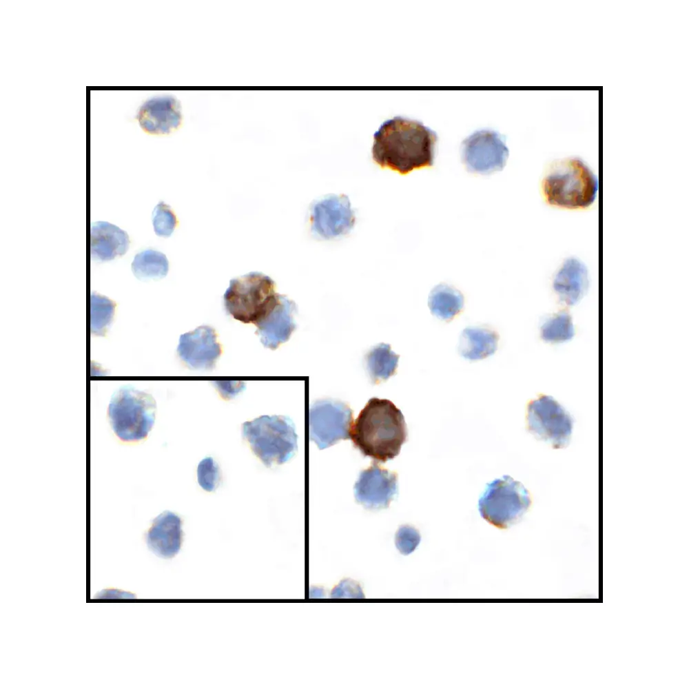 ProSci RF16044 CD80 Antibody [11D1], ProSci, 0.1 mg/Unit Primary Image