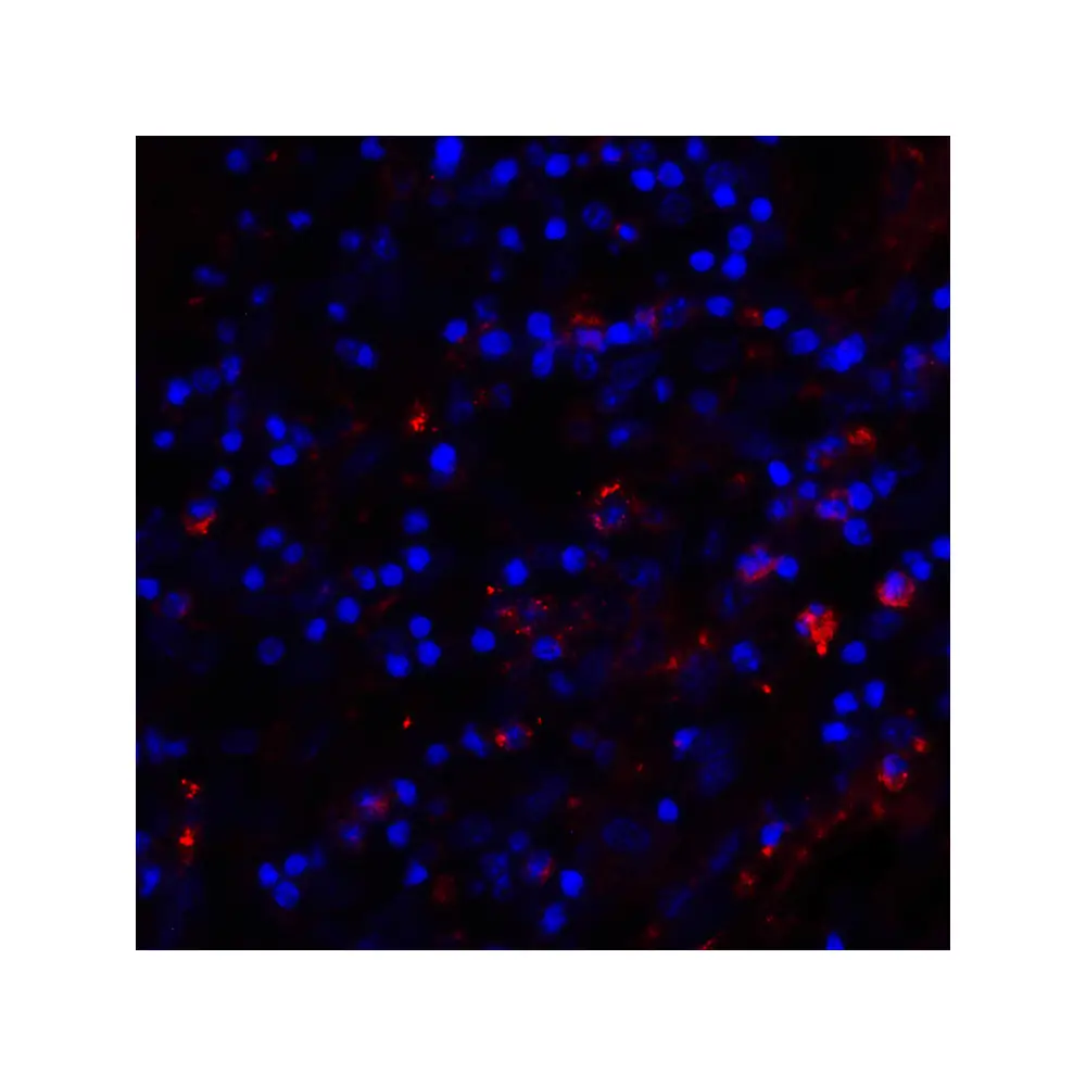 ProSci RF16044_S CD80 Antibody [11D1], ProSci, 0.02 mg/Unit Tertiary Image