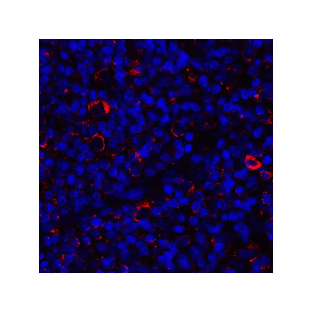 ProSci RF16044_S CD80 Antibody [11D1], ProSci, 0.02 mg/Unit Quaternary Image
