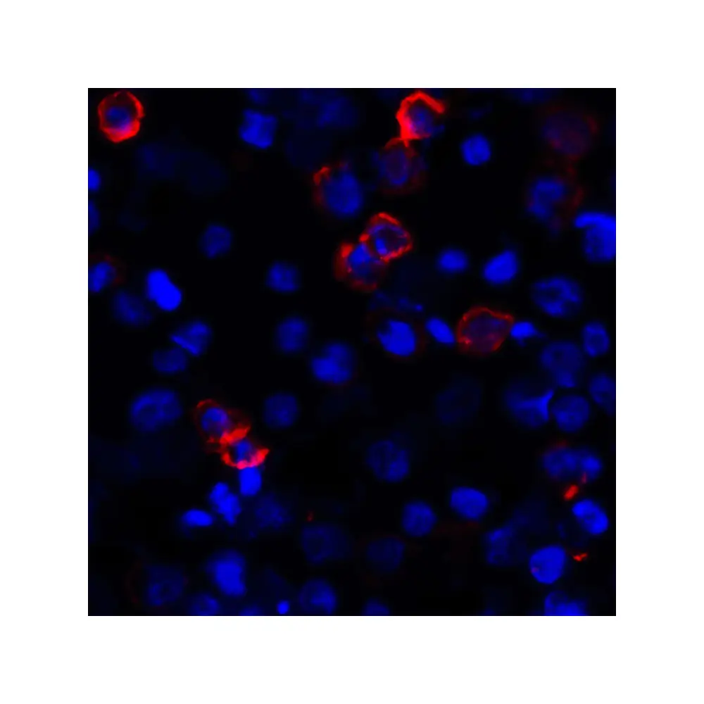 ProSci RF16044 CD80 Antibody [11D1], ProSci, 0.1 mg/Unit Secondary Image