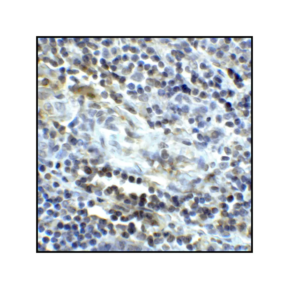 ProSci RF16044 CD80 Antibody [11D1], ProSci, 0.1 mg/Unit Senary Image