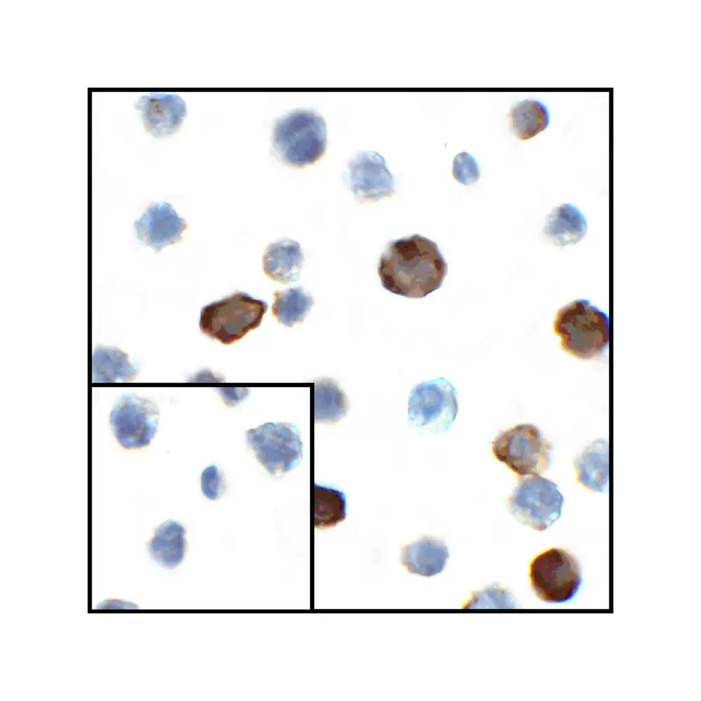 ProSci RF16046 CD80 Antibody [12D9], ProSci, 0.1 mg/Unit Secondary Image