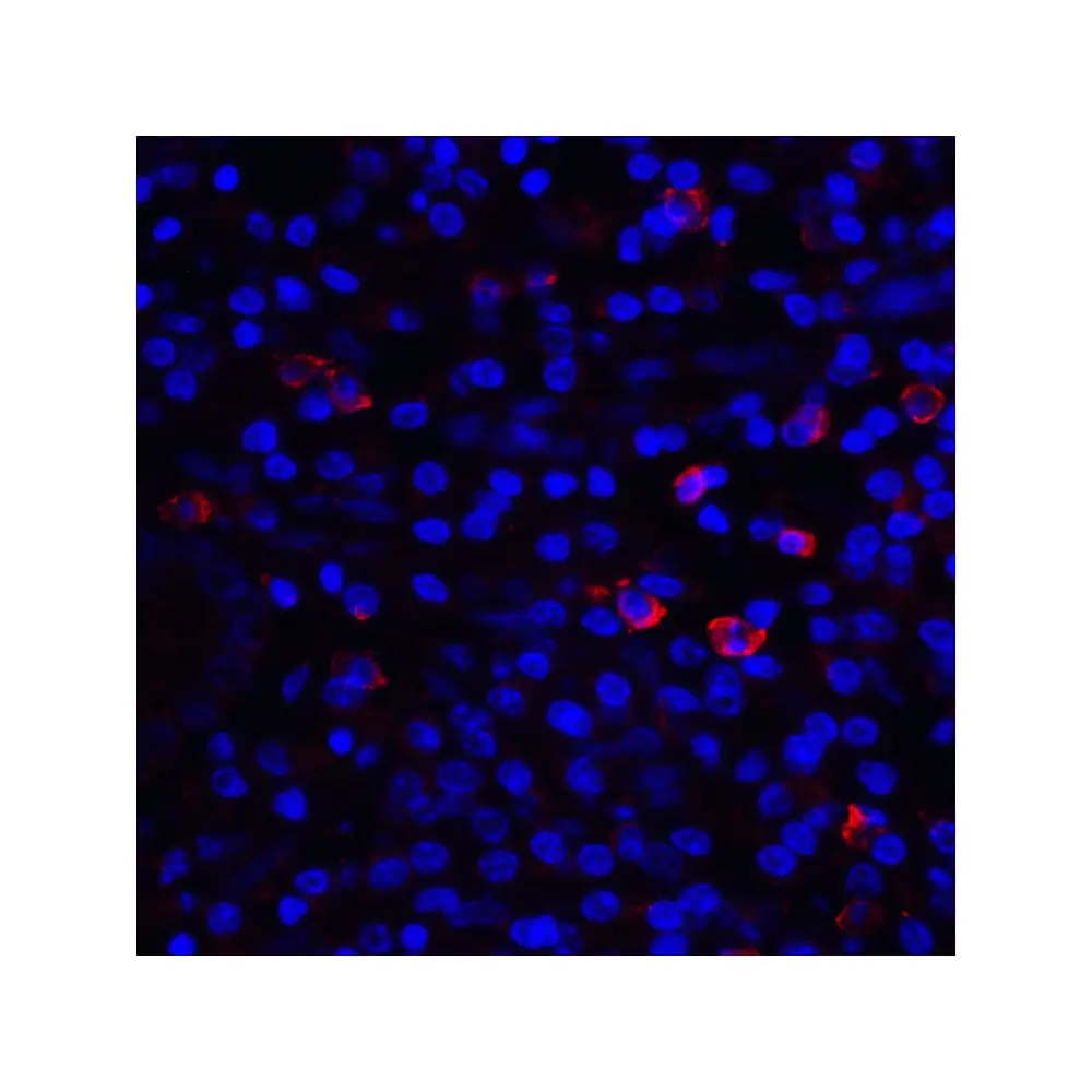 ProSci RF16046_S CD80 Antibody [12D9], ProSci, 0.02 mg/Unit Quaternary Image