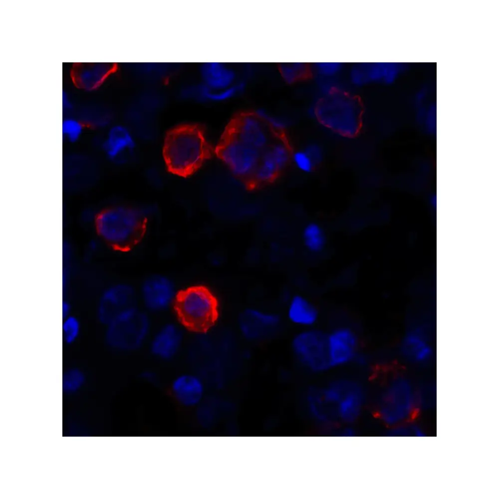 ProSci RF16046 CD80 Antibody [12D9], ProSci, 0.1 mg/Unit Tertiary Image