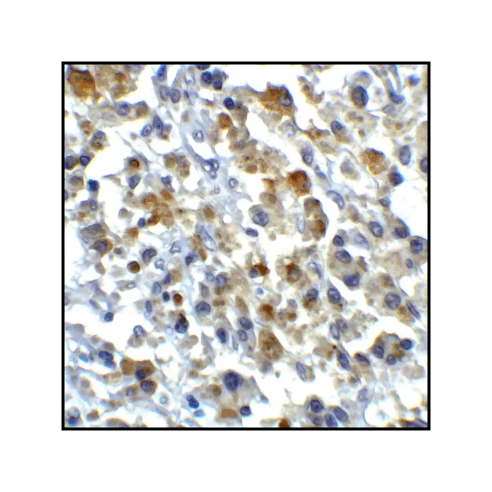 ProSci RF16046 CD80 Antibody [12D9], ProSci, 0.1 mg/Unit Senary Image