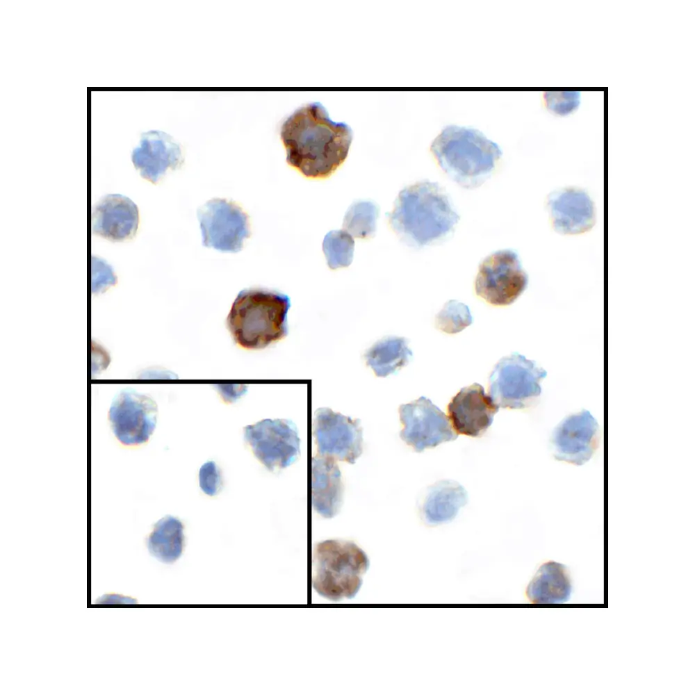 ProSci RF16043 CD80 Antibody [7A2], ProSci, 0.1 mg/Unit Primary Image