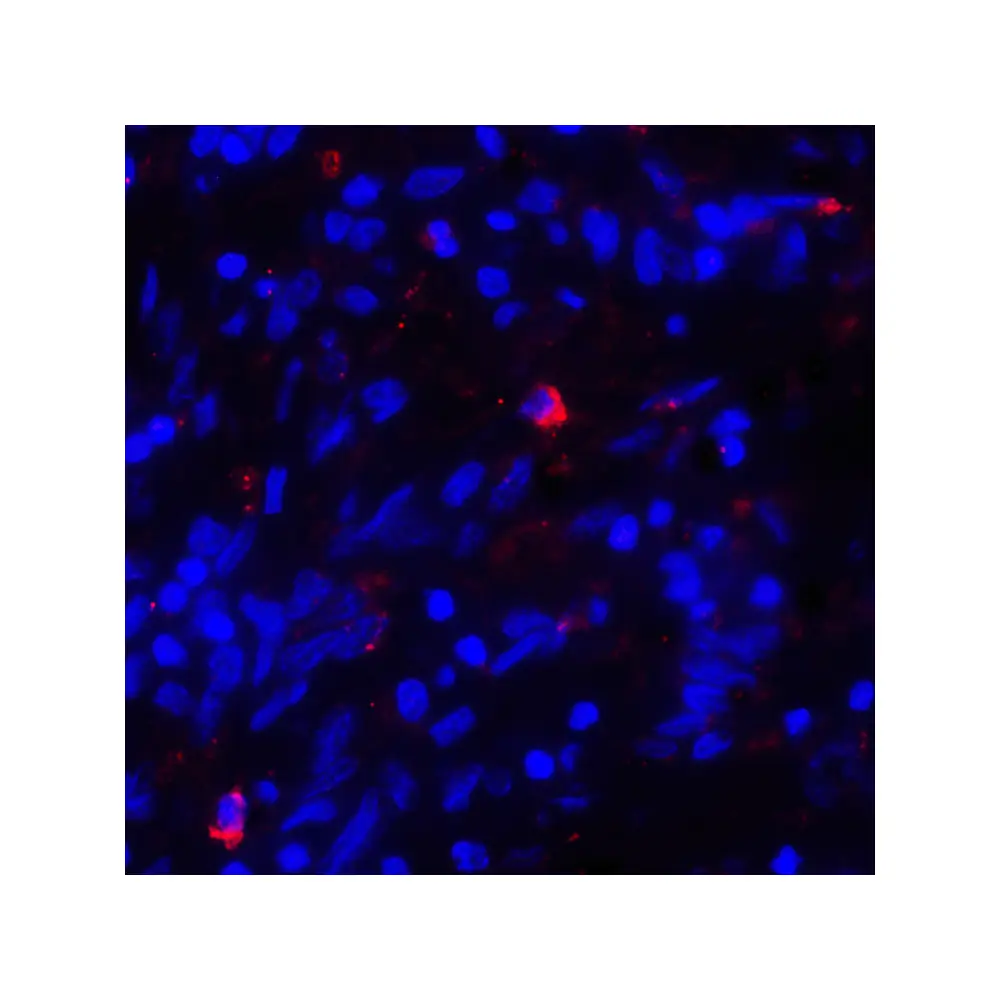 ProSci RF16043 CD80 Antibody [7A2], ProSci, 0.1 mg/Unit Tertiary Image