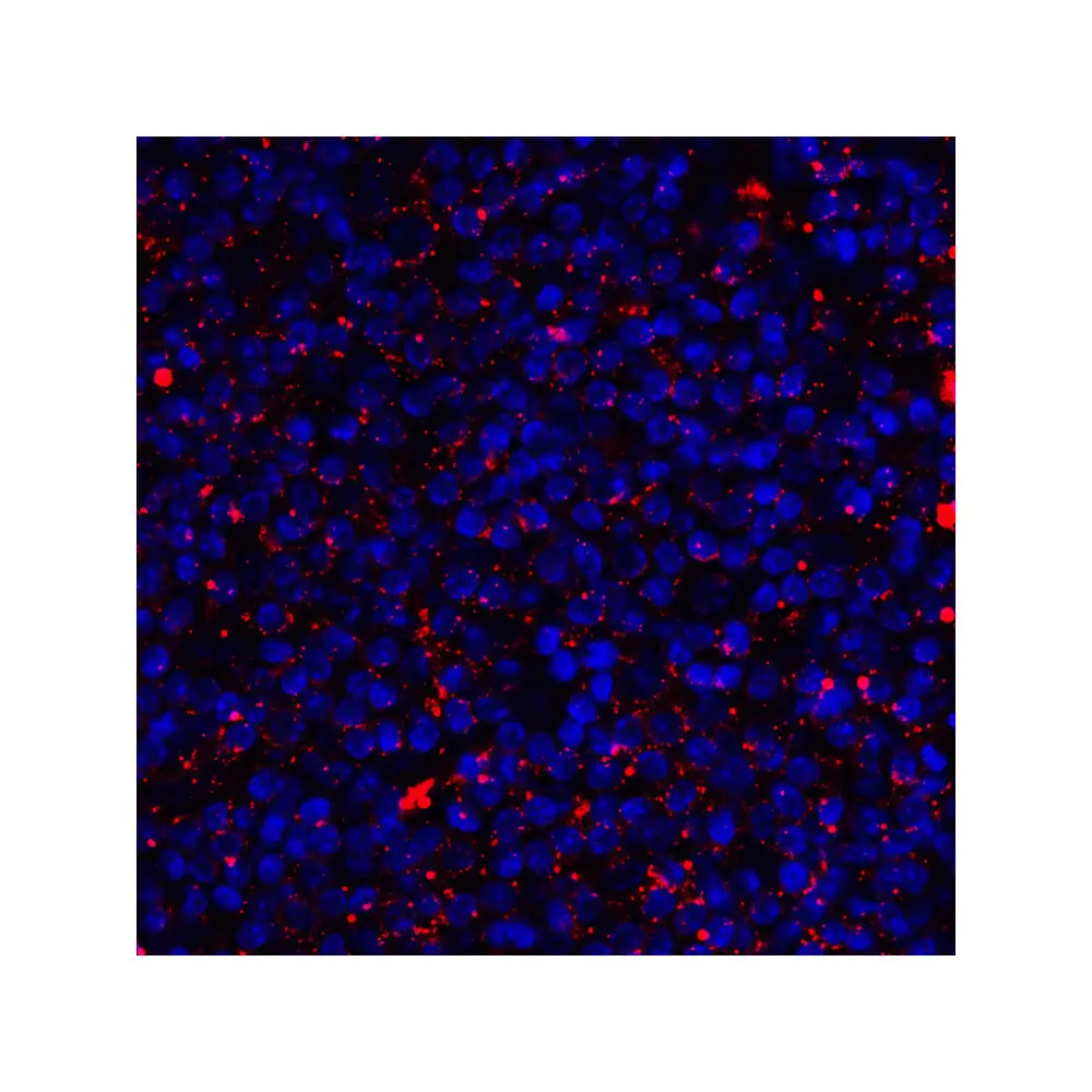 ProSci RF16043_S CD80 Antibody [7A2], ProSci, 0.02 mg/Unit Quaternary Image