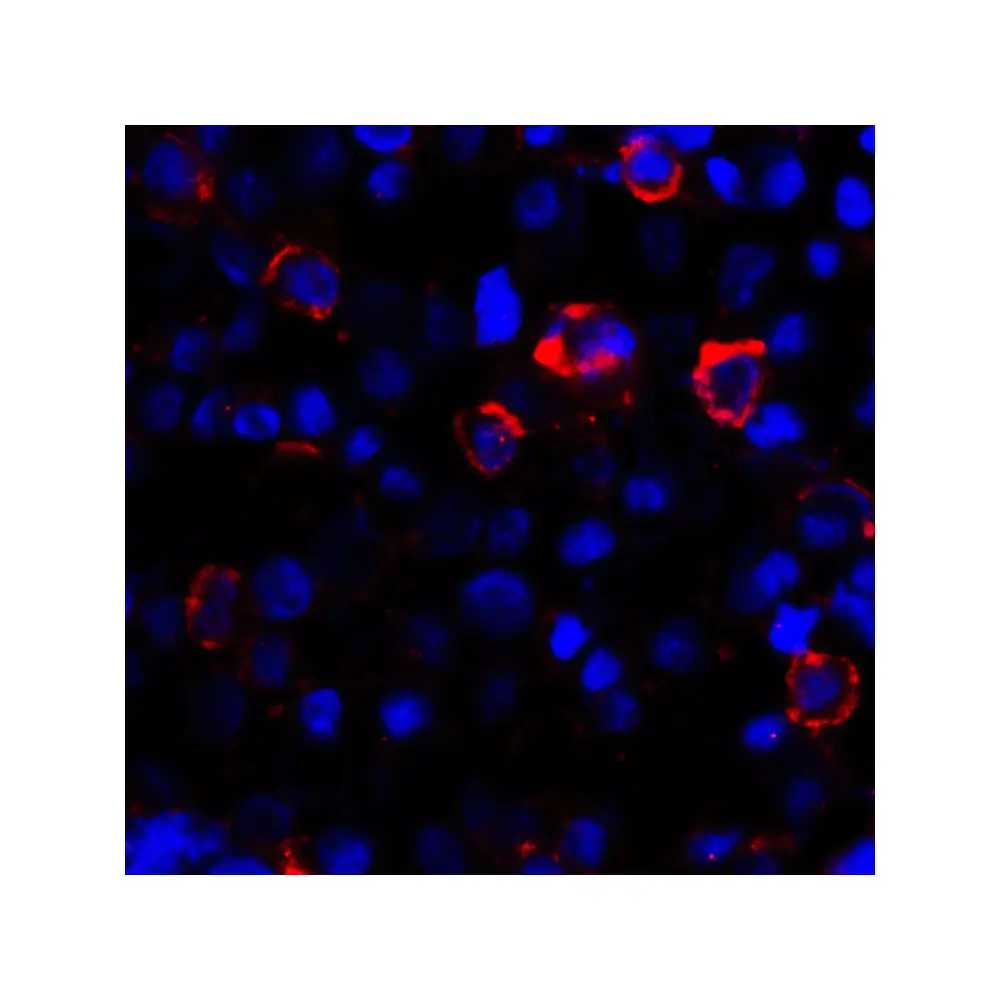 ProSci RF16043_S CD80 Antibody [7A2], ProSci, 0.02 mg/Unit Secondary Image