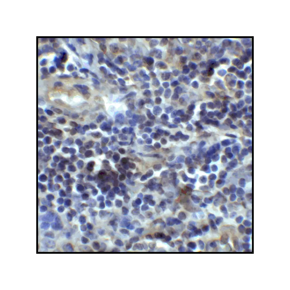 ProSci RF16043 CD80 Antibody [7A2], ProSci, 0.1 mg/Unit Senary Image