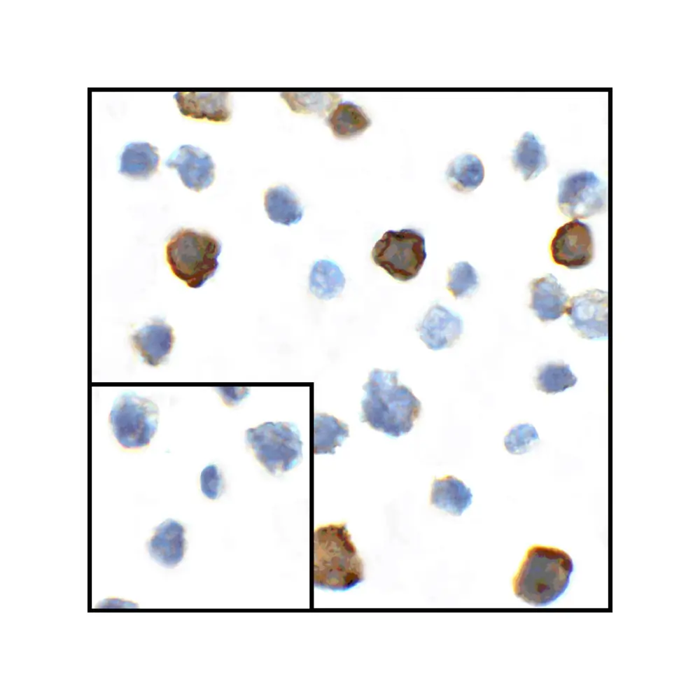 ProSci RF16041 CD80 Antibody [8G12], ProSci, 0.1 mg/Unit Primary Image