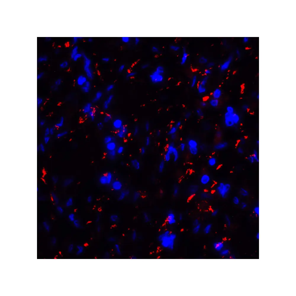 ProSci RF16041 CD80 Antibody [8G12], ProSci, 0.1 mg/Unit Tertiary Image