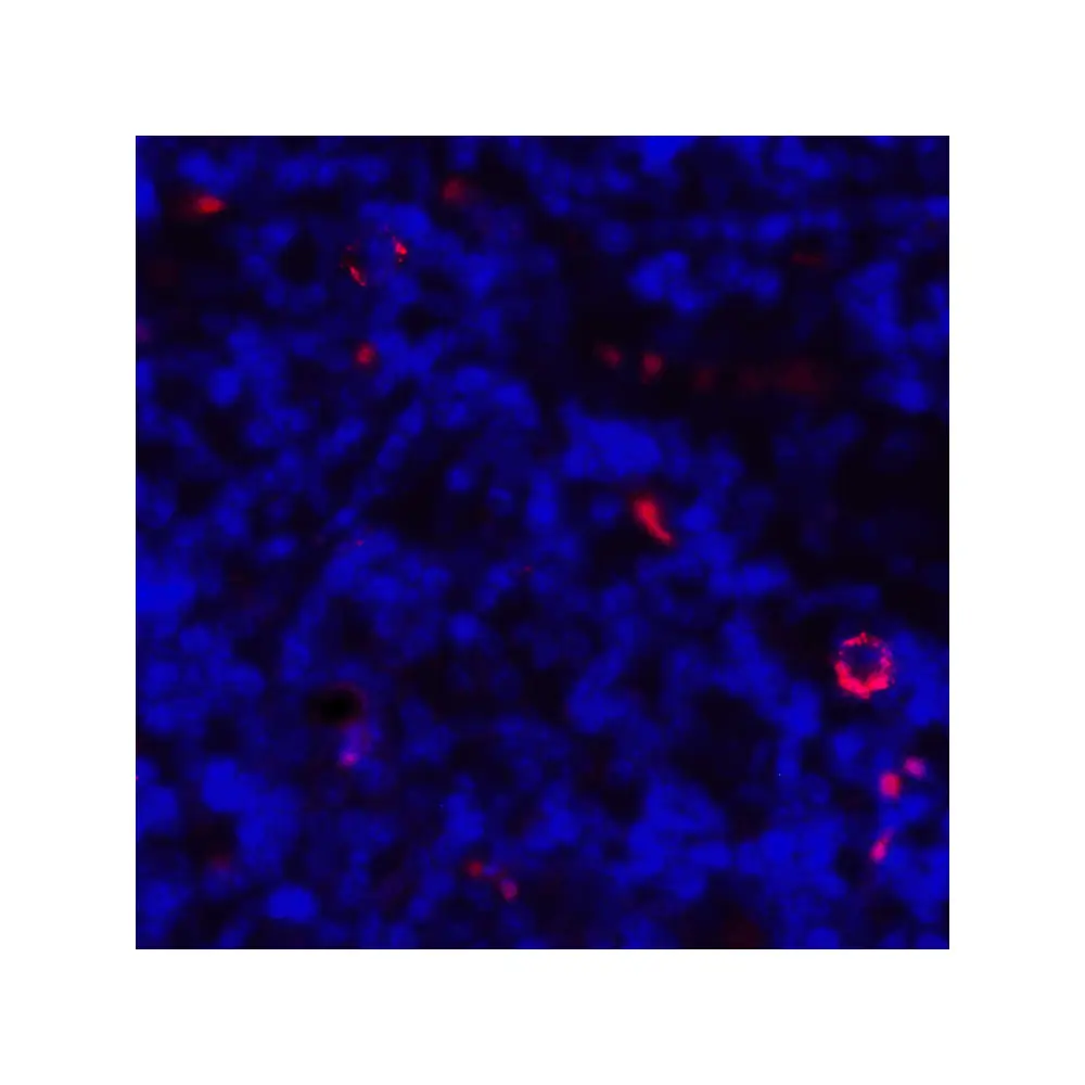 ProSci RF16041 CD80 Antibody [8G12], ProSci, 0.1 mg/Unit Quaternary Image
