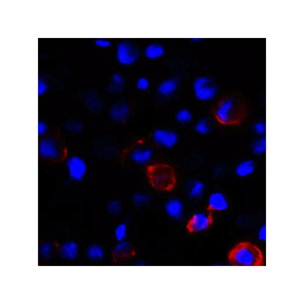 ProSci RF16041 CD80 Antibody [8G12], ProSci, 0.1 mg/Unit Secondary Image