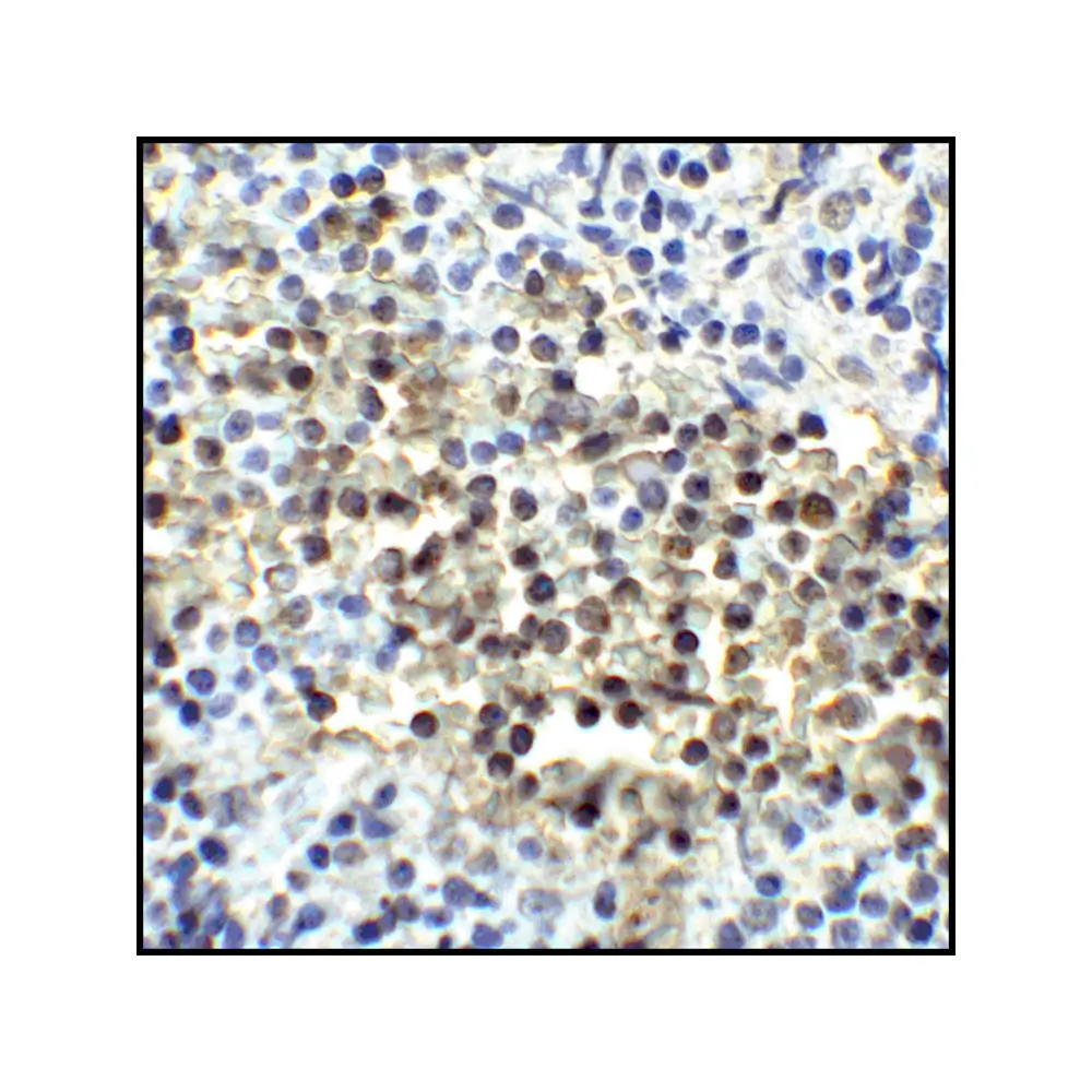 ProSci RF16041 CD80 Antibody [8G12], ProSci, 0.1 mg/Unit Senary Image