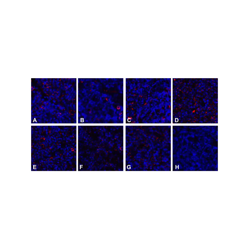 ProSci RF16040 CD80 Detection Set (Risk Free), ProSci, 1 Set/Unit Senary Image