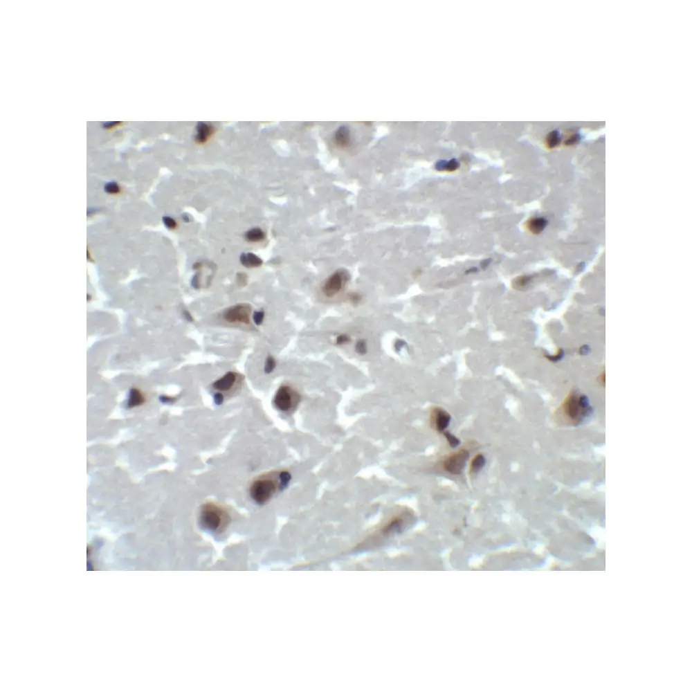 ProSci 5195_S CD81 Antibody, ProSci, 0.02 mg/Unit Quaternary Image