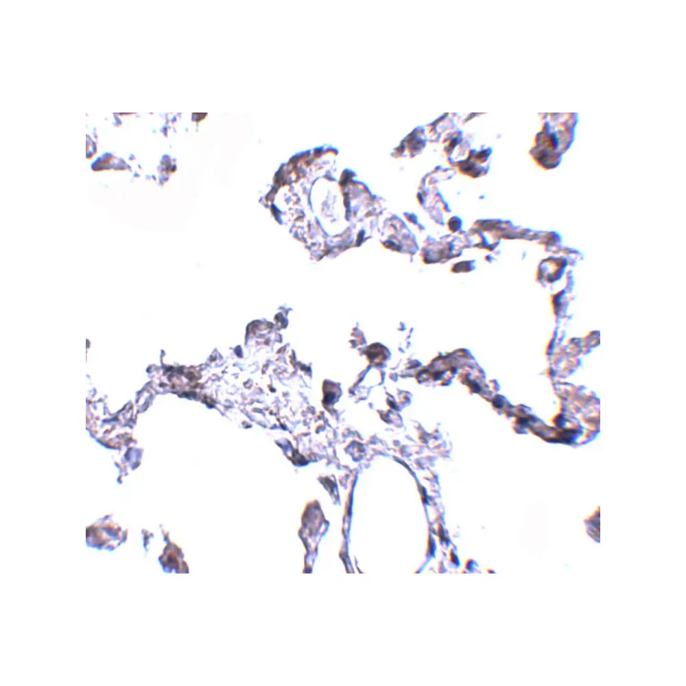 ProSci 5195_S CD81 Antibody, ProSci, 0.02 mg/Unit Secondary Image