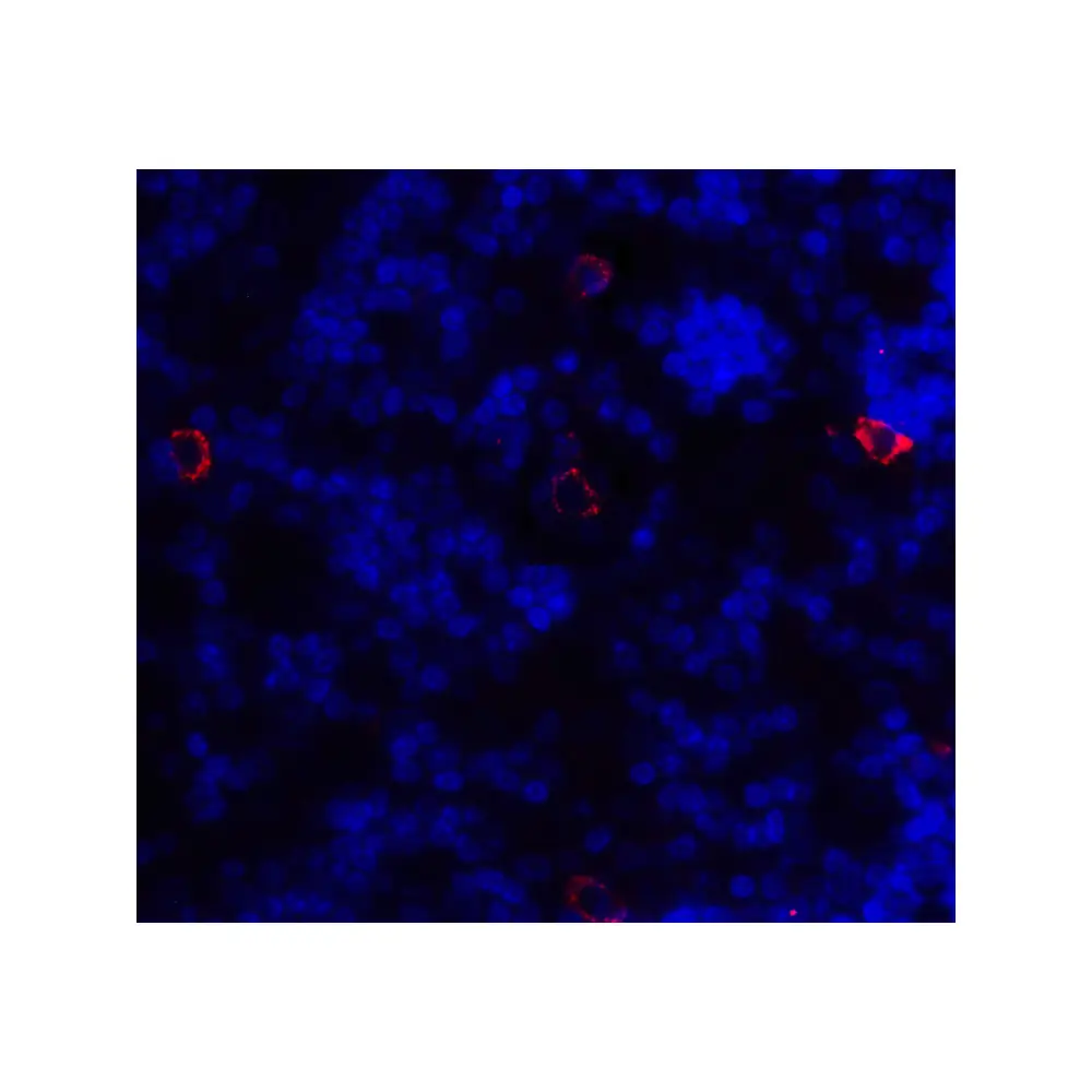 ProSci 8681 CD86 Antibody, ProSci, 0.1 mg/Unit Tertiary Image