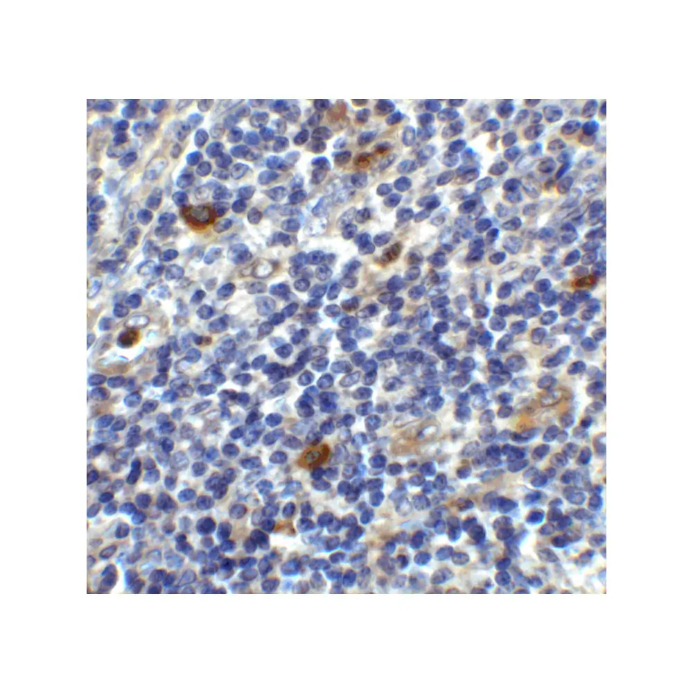 ProSci 8681 CD86 Antibody, ProSci, 0.1 mg/Unit Secondary Image