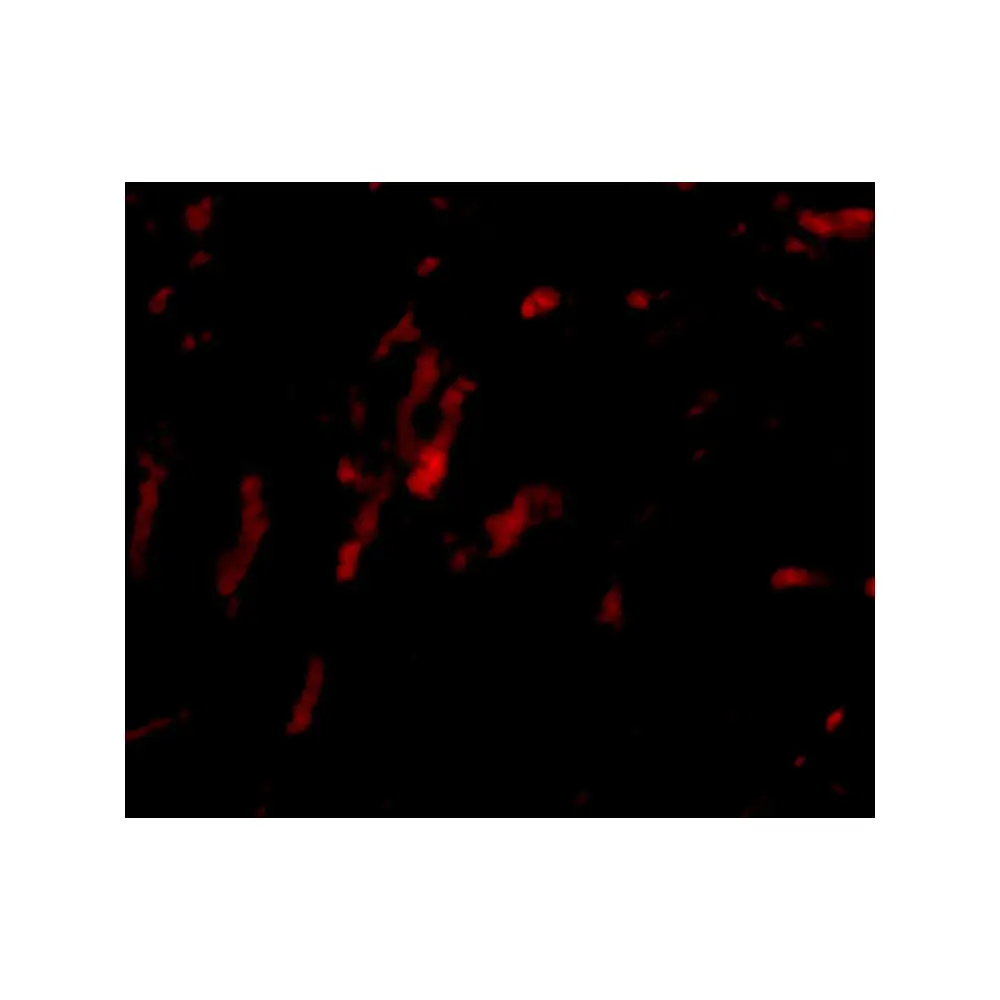 ProSci 4751_S CDCA8 Antibody, ProSci, 0.02 mg/Unit Secondary Image