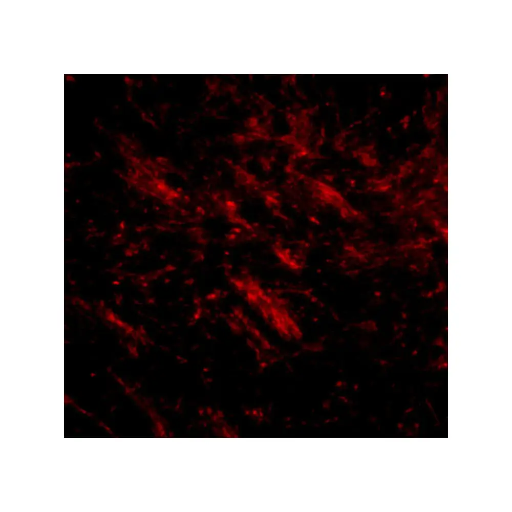 ProSci 5059_S CDIP Antibody, ProSci, 0.02 mg/Unit Tertiary Image