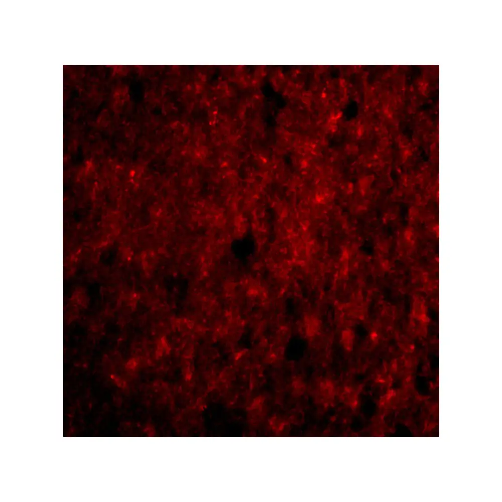 ProSci 4343_S CDNF Antibody, ProSci, 0.02 mg/Unit Tertiary Image