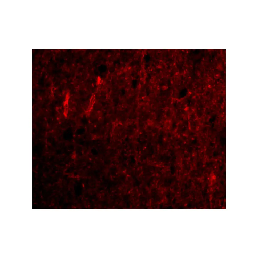 ProSci 4345_S CDNF Antibody, ProSci, 0.02 mg/Unit Tertiary Image