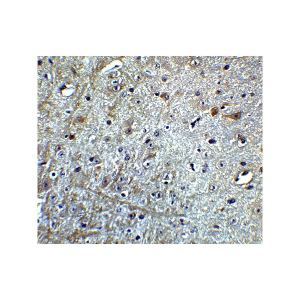 ProSci 4343 CDNF Antibody, ProSci, 0.1 mg/Unit Quaternary Image