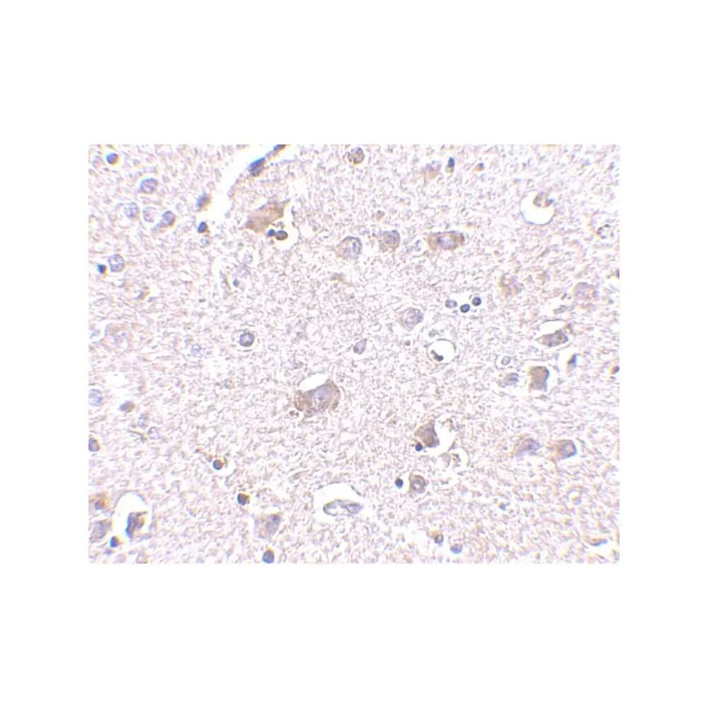 ProSci 4343_S CDNF Antibody, ProSci, 0.02 mg/Unit Secondary Image