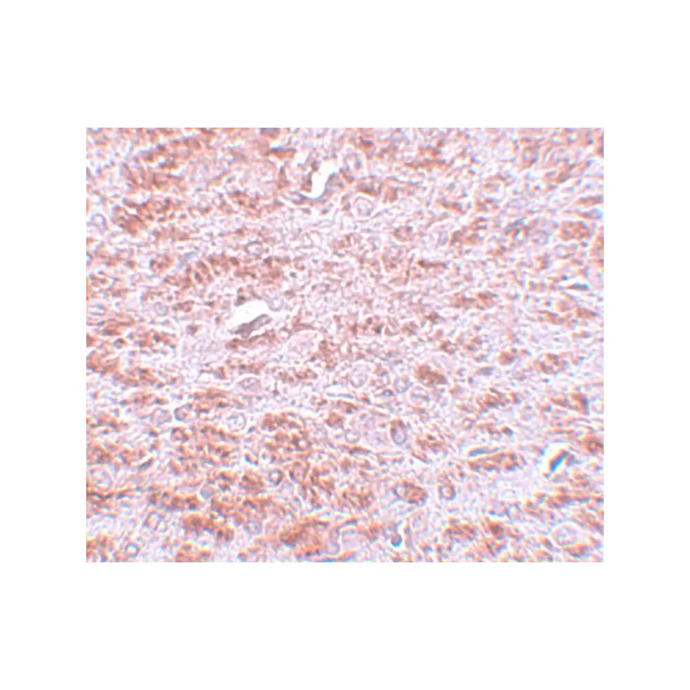 ProSci 5595 CDX2 Antibody, ProSci, 0.1 mg/Unit Secondary Image